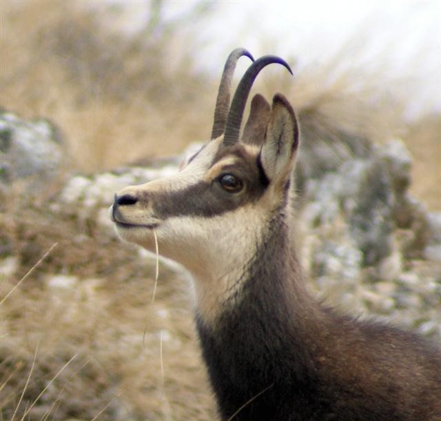 chamois pyrnen isard