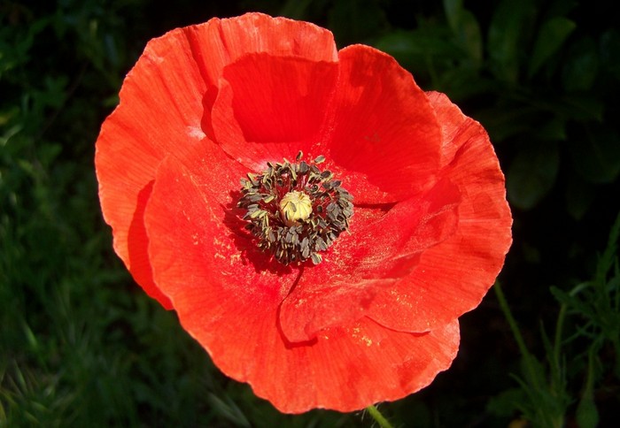 coquelicot