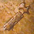 Faisceau