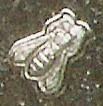 une abeille